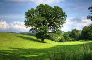 Why trees are part of the OCM sustainability story