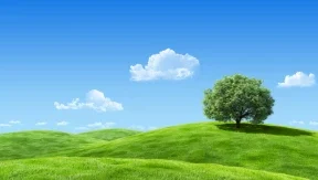 Tree on green hillside